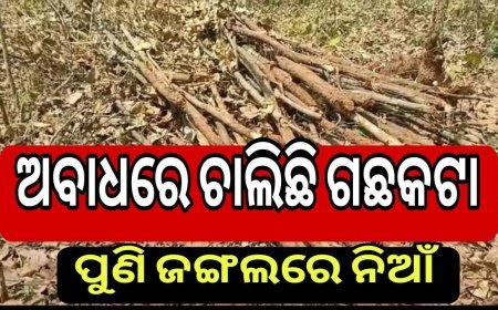 ଅବାଧରେ ଚାଲିଛି ଗଛକଟା ପୁଣି ଜଙ୍ଗଲରେ ନିଆଁ।  ,