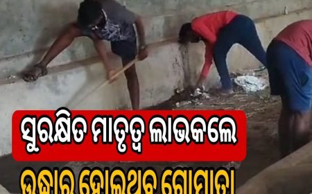 ସୁରକ୍ଷିତ ମାତୃତ୍ୱ ଲାଭକଲେ ଉଦ୍ଧାର ହୋଇଥିବା ଗୋମାତା .