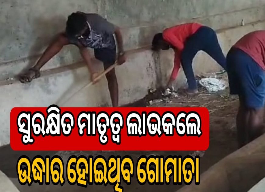 ସୁରକ୍ଷିତ ମାତୃତ୍ୱ ଲାଭକଲେ ଉଦ୍ଧାର ହୋଇଥିବା ଗୋମାତା .