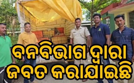 ମୋଟୁ ବନ ବିଭାଗ ଦ୍ୱାରା ୪୭୩ ଟି କୋଇଁଚ ଏବଂ ଗୋଟିଏ ବୋଲେର ଜବତ | ଦୁଇ ଅଭିଯୁକ୍ତ ଫେରାର |