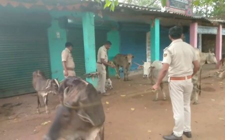 ଗାଡ଼ି ଓଲଟି ଗୋରୁ ସହ ଡ୍ରାଇଭର ମୃତ...