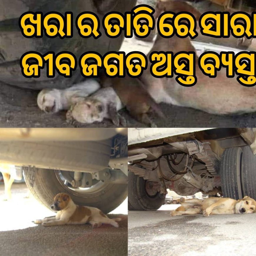ଖରାର ତାତି ରେ ସାରା ଜୀବ ଜଗତ ଅସ୍ତବ୍ୟସ୍ତ .