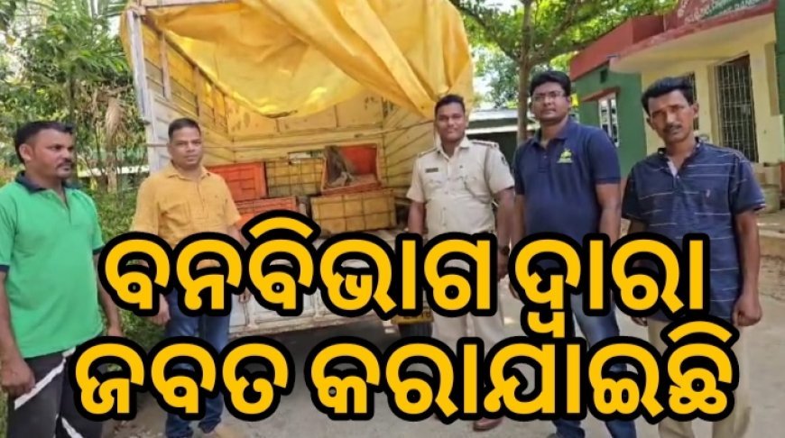 ମୋଟୁ ବନ ବିଭାଗ ଦ୍ୱାରା ୪୭୩ ଟି କୋଇଁଚ ଏବଂ ଗୋଟିଏ ବୋଲେର ଜବତ | ଦୁଇ ଅଭିଯୁକ୍ତ ଫେରାର |