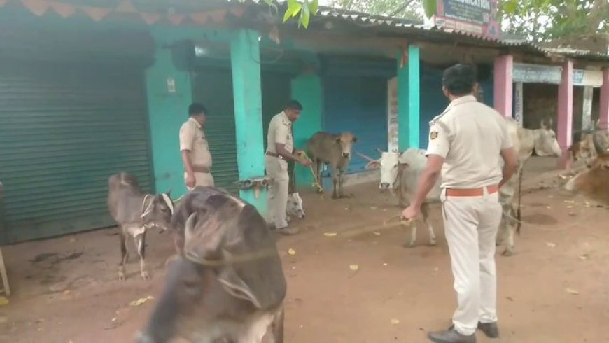 ଗାଡ଼ି ଓଲଟି ଗୋରୁ ସହ ଡ୍ରାଇଭର ମୃତ...