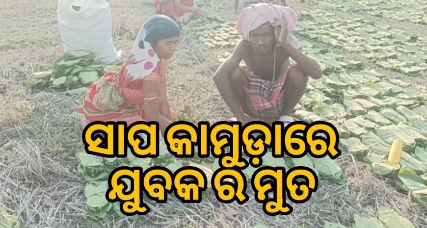 କେନ୍ଦୁପତ୍ର ତୋଳିବାକୁ ଯାଇ ସାପ କାମୁଡ଼ାରେ ଯୁବକର ମୃତ ।