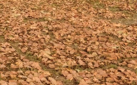 ଚିନ୍ତାରେ ପଞ୍ଚାୟତ ଗୁଡ଼ିକର କିଣାବିକା କରୁଥିବା କେନ୍ଦୁପତ୍ର ବ୍ୟବସାୟୀ।