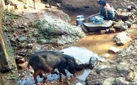 ଚୁଆଁ ପାଣି ଭରସା ରେ ମଣିଷ ଏବଂ ପଶୁ ।