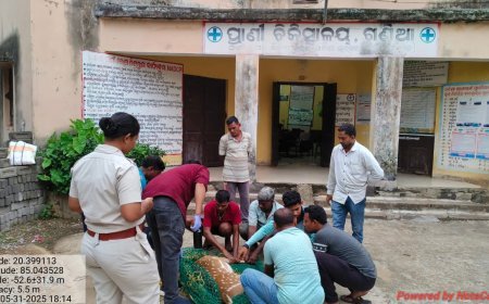 ପତଣ୍ଡା ଗ୍ରାମରୁ ପୁଣି ଏକ ହରିଣ ଉଦ୍ଧାର କଲା ବନବିଭାଗ  ,