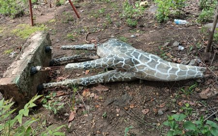 ପ୍ରଶାସନର ଉଦାସୀନତା ଏବଂ ସେଆକାରୀ ପାଣ୍ଠିର ଅପବ୍ୟବହାରର ପ୍ରତୀକ ପାଲଟିଛି ଡେକ୍ରାଜୋଡ଼ି ପର୍ଯ୍ୟଟନ ସ୍ଥଳୀ ।