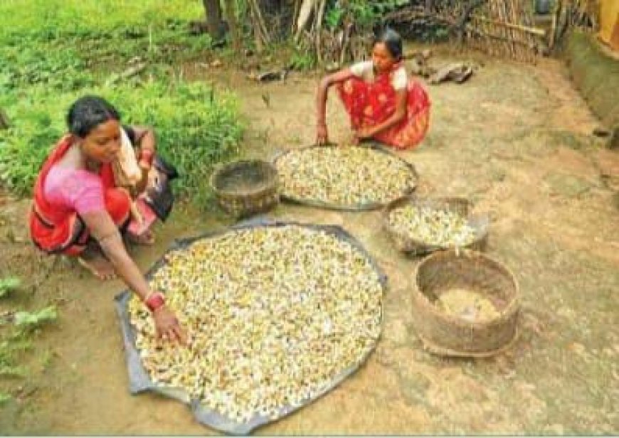 ଆଦିବାସୀଙ୍କୁ ରୋଜଗାର ର ରାସ୍ତା ଯୋଗାଉଛି ଟୋଲ ।