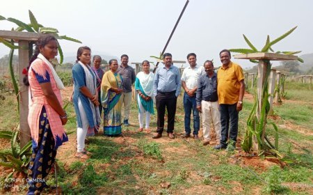 ଡ୍ରାଗନ ଫଳ ଚାଷ କରି ସ୍ୱାବଲମ୍ବୀ ହୋଇପାରିଛନ୍ତି "ମା ନନ୍ଦ ଗଣ୍ଡl " ସ୍ୱୟଂ ସହାୟକ ଗୋଷ୍ଠୀ.