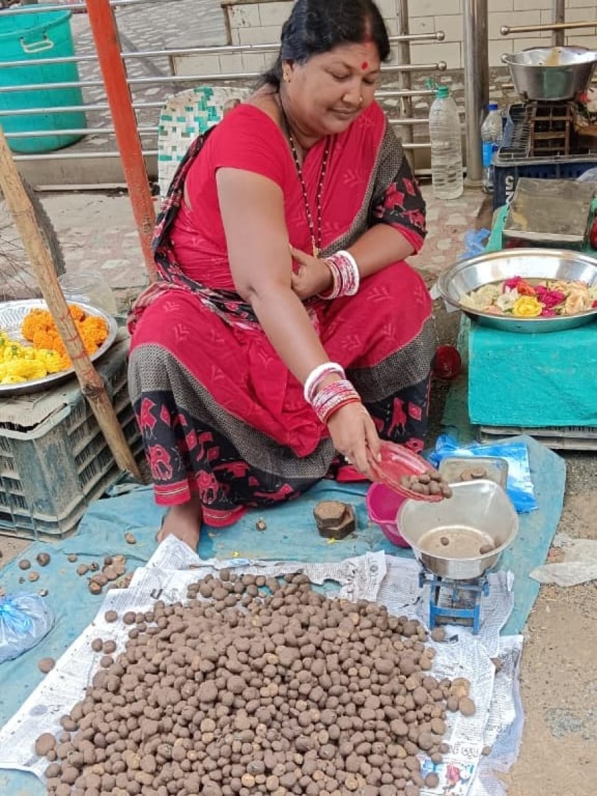 ଆଦିବାସୀଙ୍କ ବର୍ଷା ଦିନିଆ ଜୀବିକାର ବାଟ ଦେଖାଉଛି "ବୋଡାଛତୁ" ।