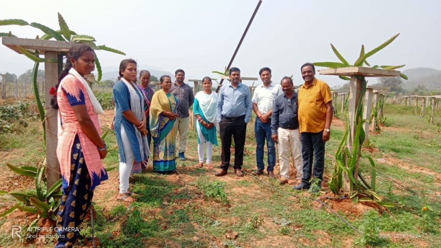 ଡ୍ରାଗନ ଫଳ ଚାଷ କରି ସ୍ୱାବଲମ୍ବୀ ହୋଇପାରିଛନ୍ତି "ମା ନନ୍ଦ ଗଣ୍ଡl " ସ୍ୱୟଂ ସହାୟକ ଗୋଷ୍ଠୀ.