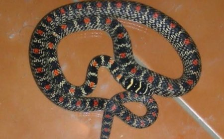 ଜୟପୁର ସହରରେ ପ୍ରଥମଥର ଦେଖିବାକୁ ମିଳିଲା ଉଡ଼ନ୍ତା ସାପ,