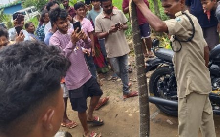 ନିମ୍ବ ଗଛରୁ ୧୫ ଫୁଟ ଲମ୍ବା କିଙ୍ଗକୋବ୍ରା ଉଦ୍ଧାର.