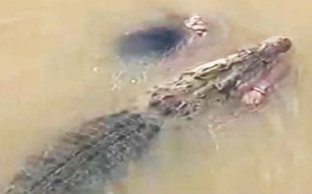 ବରୀ: ନଈ ଭିତରେ ଏକ ବିଶାଳ କୁମ୍ଭୀର ଜଣେ ମହିଳାଙ୍କୁ ପାଣିରେ ବୁଡ଼ାଇ ମାରୁଥିବାର ଲୋମଟାଙ୍କୁରା ଦୃଶ୍ୟ.