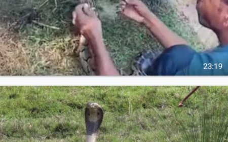 ରିଘାଗଡ଼ରୁ ଅଜଗର ଓ ଖମାରସାହିରୁ ତମ୍ପସାପ ଉଦ୍ଧାର.