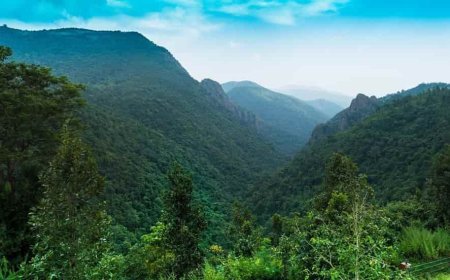 ଦାରିଙ୍ଗବାଡ଼ିକୁ ଛୁଟୁଛି ପର୍ଯ୍ୟଟକଙ୍କ ସୁଅ, କୋହଲା ପାଗରେ ବୁଲି ନେଉଛନ୍ତି ମଜା...