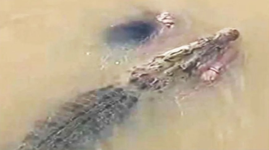 ବରୀ: ନଈ ଭିତରେ ଏକ ବିଶାଳ କୁମ୍ଭୀର ଜଣେ ମହିଳାଙ୍କୁ ପାଣିରେ ବୁଡ଼ାଇ ମାରୁଥିବାର ଲୋମଟାଙ୍କୁରା ଦୃଶ୍ୟ.