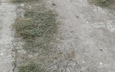 ପାଞ୍ଚ ମାସରେ ଢଳେଇ ରାସ୍ତା ପାଲଟିଲା ଘାସ ପଡ଼ିଆ ଓ ଲୁଟିଲେ କଲେ ଲକ୍ଷ ଲକ୍ଷ ଟଙ୍କା 