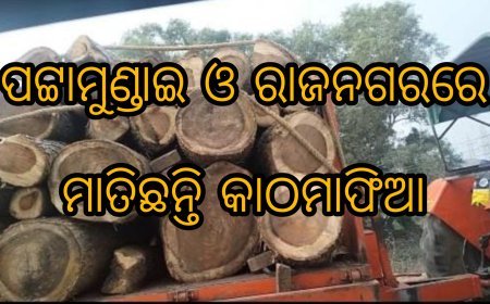 ପଟ୍ଟାମୁଣ୍ଡାଇ ଓ ରାଜନଗର ରେ ମାତିଛନ୍ତି କାଠମାଫିଆ ସବୁ ଦେଖି ଚୁପ୍ ବସିଛି ବନବିଭାଗ।