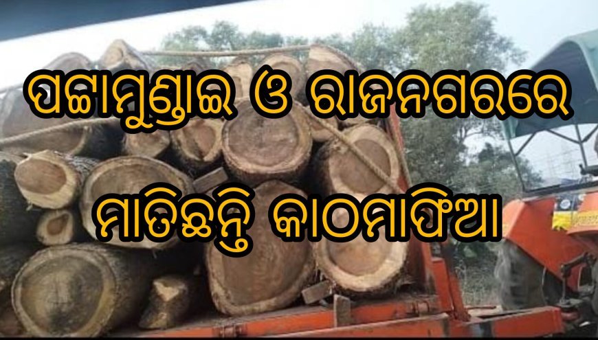 ପଟ୍ଟାମୁଣ୍ଡାଇ ଓ ରାଜନଗର ରେ ମାତିଛନ୍ତି କାଠମାଫିଆ ସବୁ ଦେଖି ଚୁପ୍ ବସିଛି ବନବିଭାଗ।