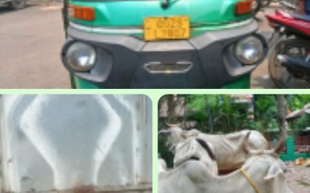 ପଟ୍ଟାମୁଣ୍ଡାଇ ଆଦର୍ଶ ଥାନା ର ସଫଳତା ,ଗୋରୁ ଗାଡି ଜବତ, ୩ କୋର୍ଟ ଚାଲାଣ।