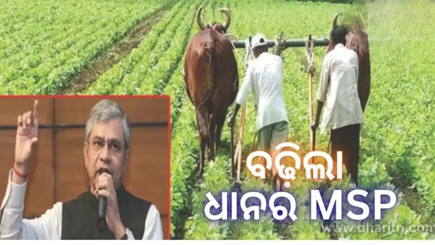 ଧାନର MSP ବଢ଼ାଇଲେ କେନ୍ଦ୍ର ସରକାର