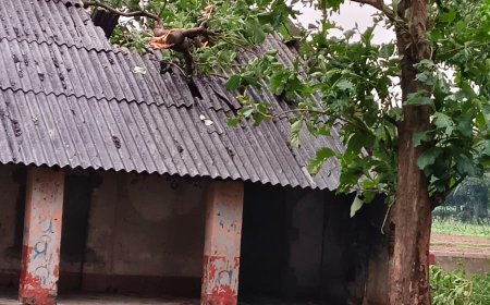 କାଳବୈଶାଖୀ ପ୍ରଭାବରେ ଗଛ ଡାଳ ଭାଙ୍ଗି ପଡି ଶ୍ରେଣୀଗୃହ କ୍ଷତିଗ୍ରସ୍ତ